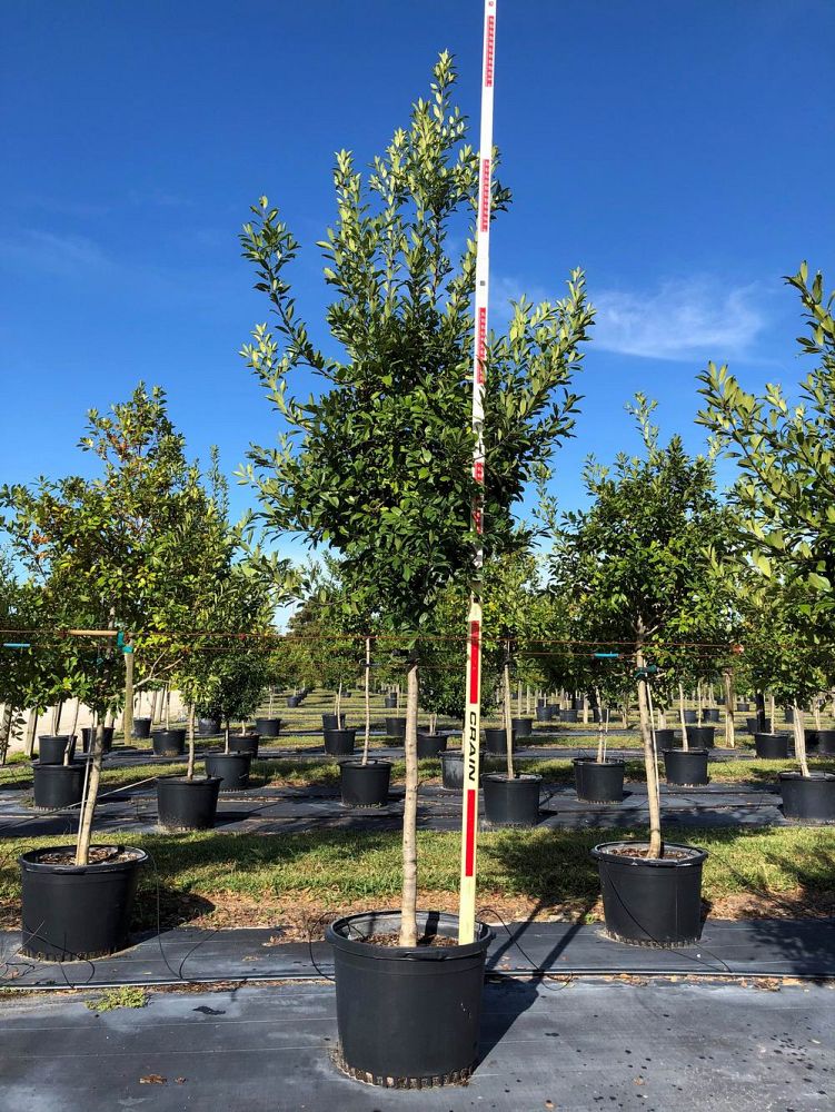 ilex-x-attenuata-eagleston-holly