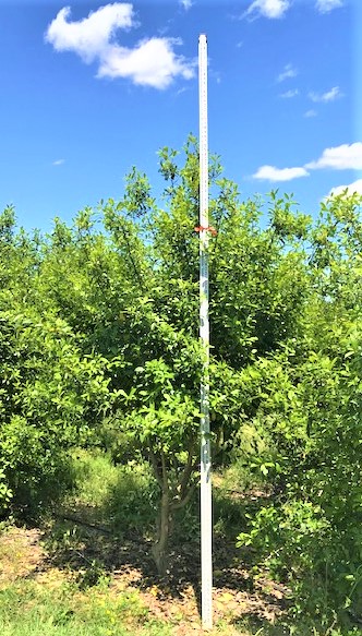 ilex-x-attenuata-eagleston-holly