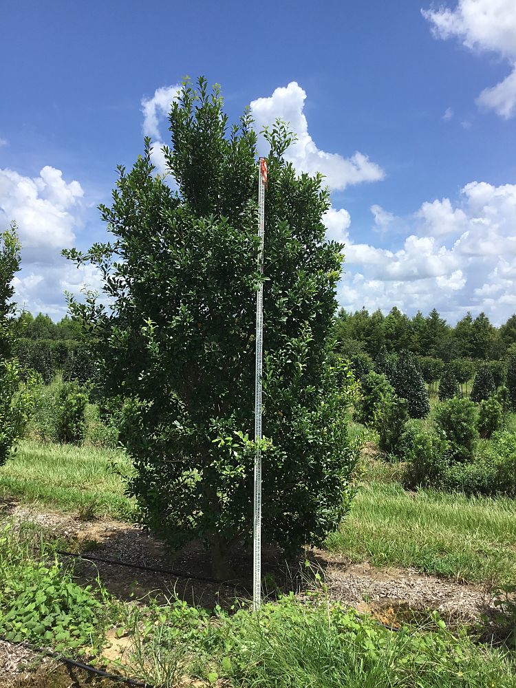 ilex-x-attenuata-eagleston-holly
