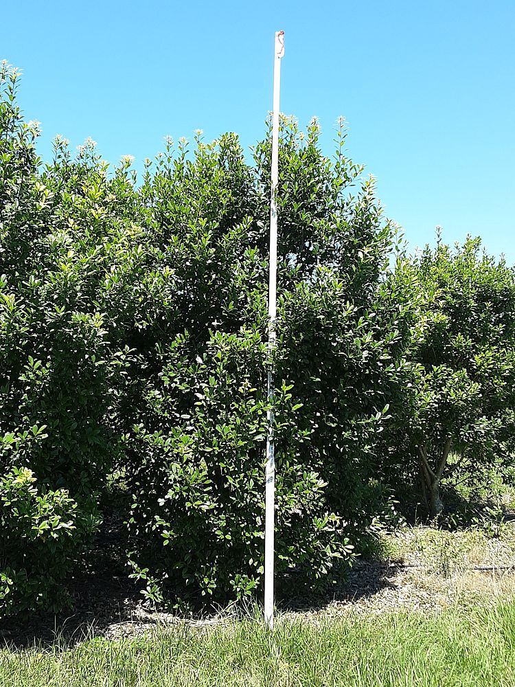 ilex-x-attenuata-eagleston-holly