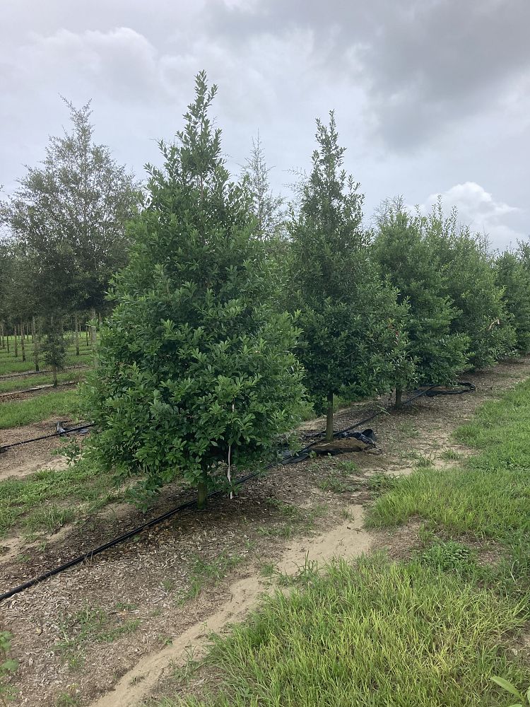 ilex-x-attenuata-eagleston-holly