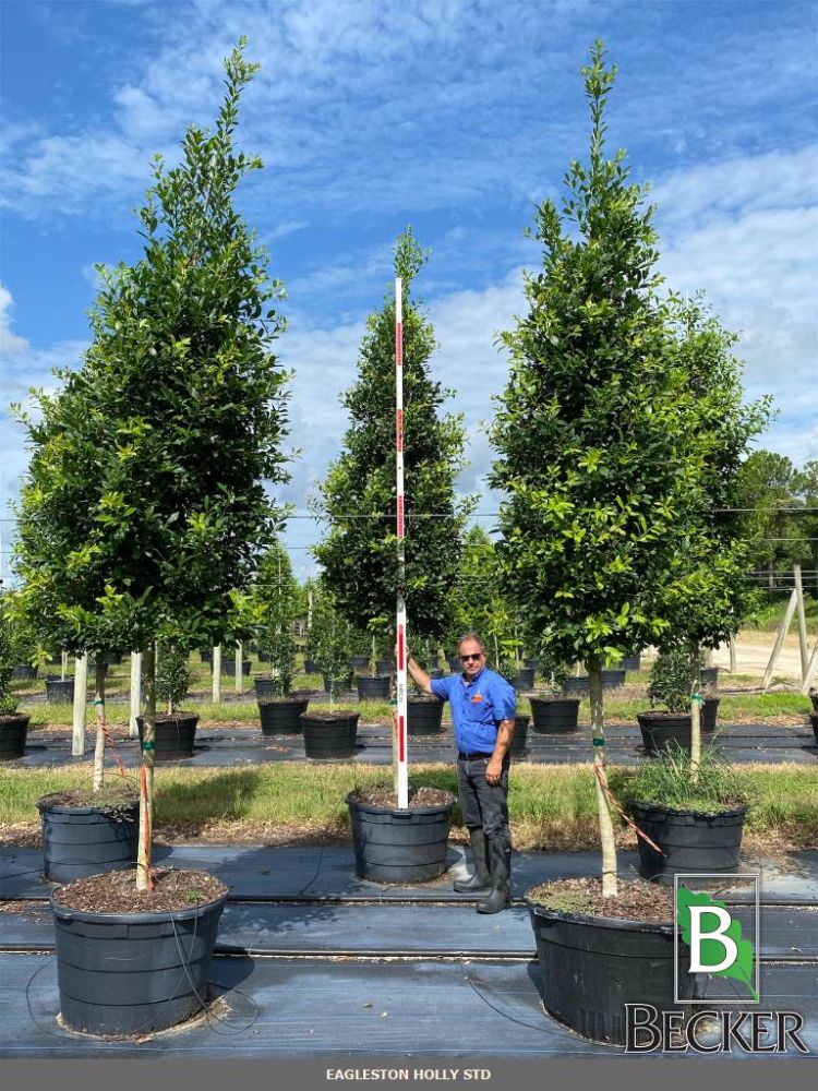 ilex-x-attenuata-eagleston-holly
