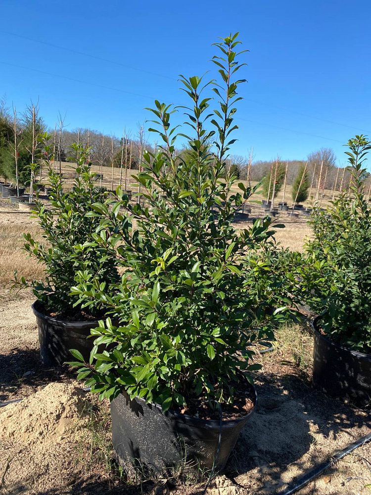 ilex-x-attenuata-eagleston-holly