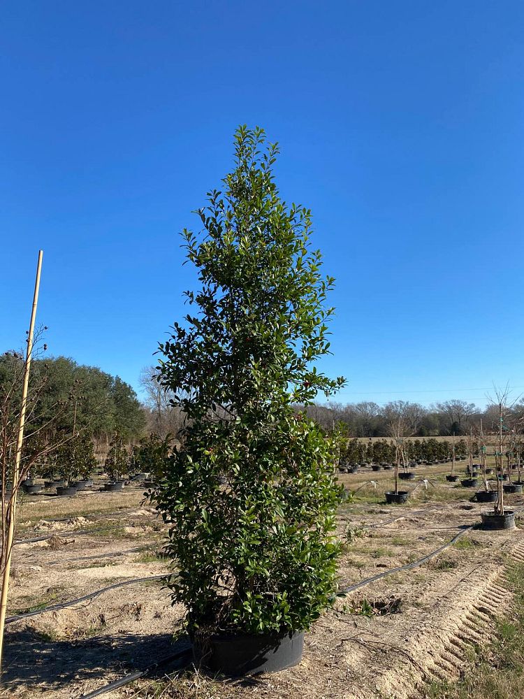 ilex-x-attenuata-eagleston-holly