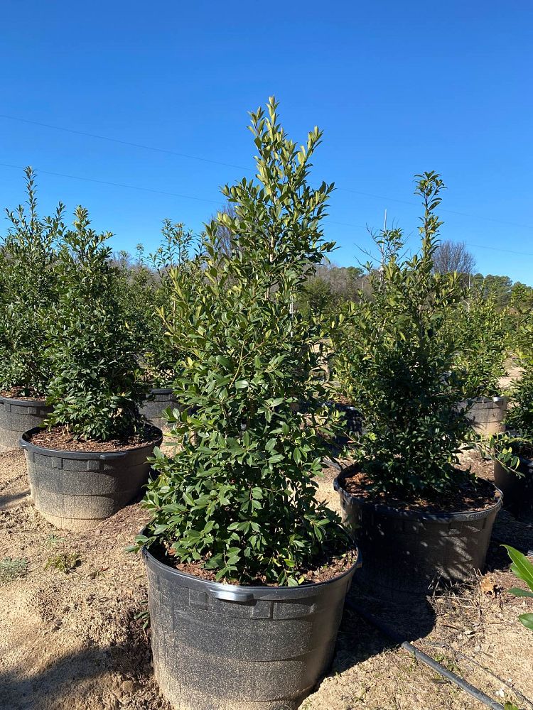 ilex-x-attenuata-eagleston-holly