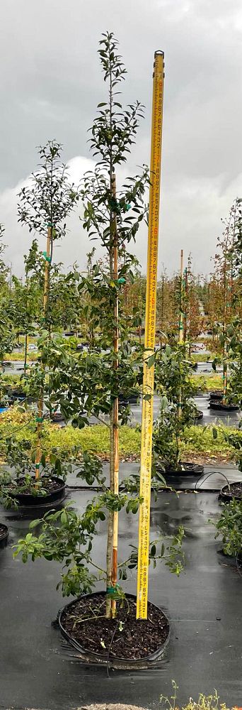ilex-x-attenuata-eagleston-holly