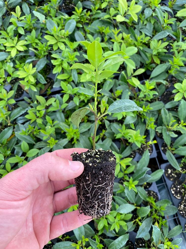 ilex-x-attenuata-eagleston-holly