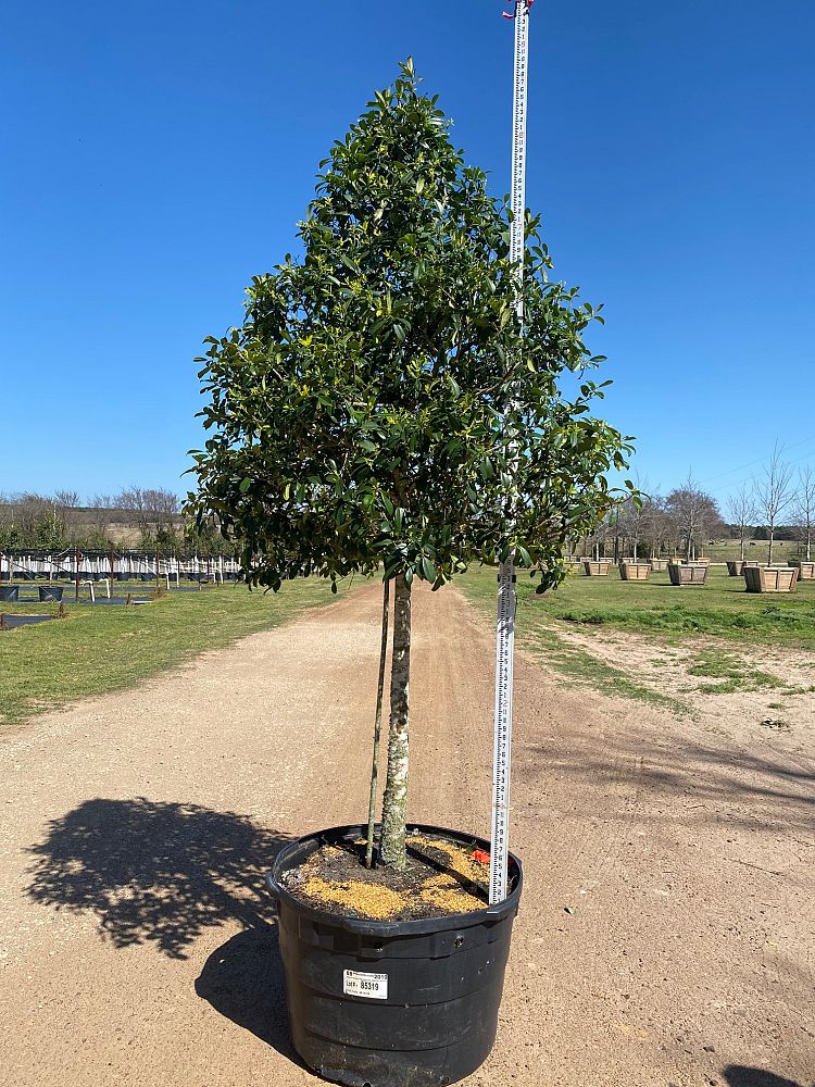 ilex-x-attenuata-eagleston-holly