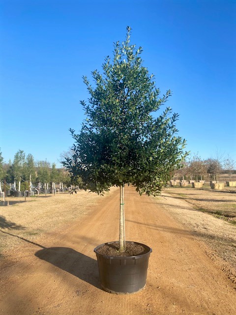 ilex-x-attenuata-eagleston-holly