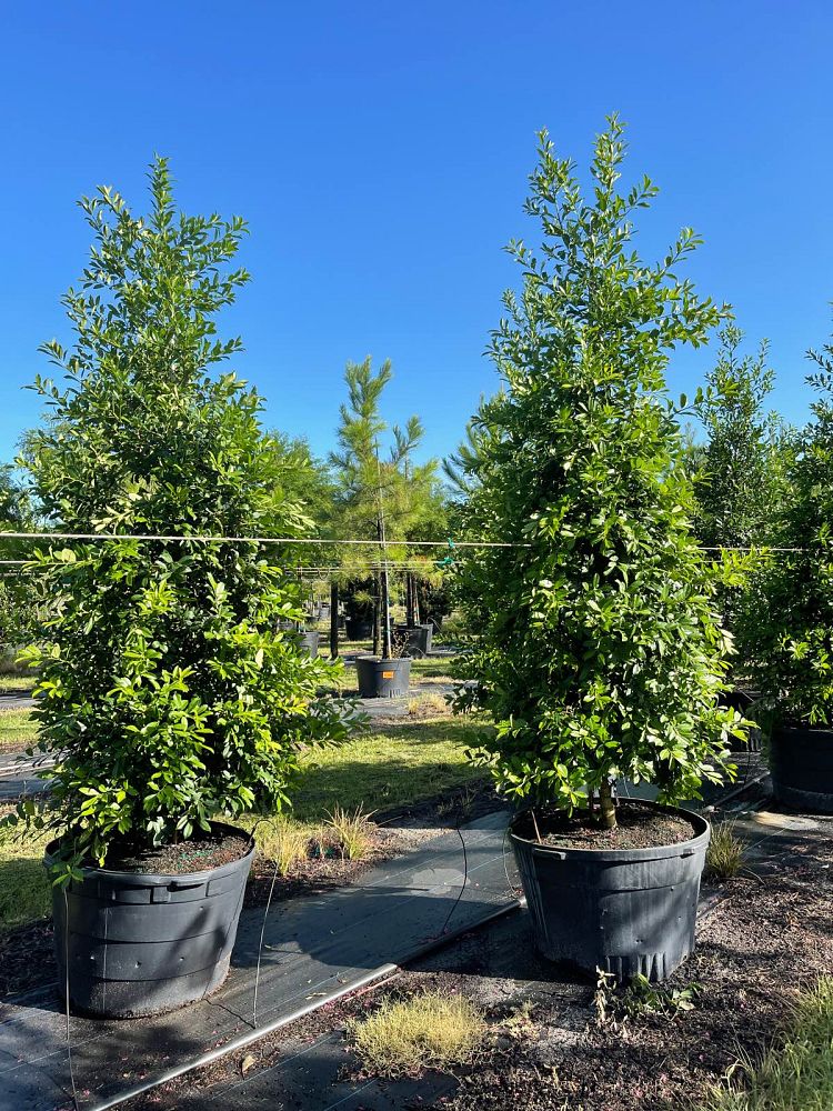 ilex-x-attenuata-eagleston-holly