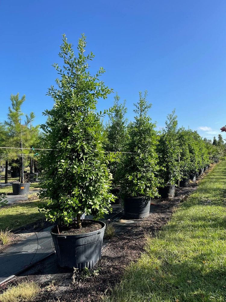 ilex-x-attenuata-eagleston-holly