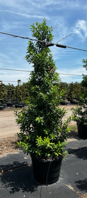 ilex-x-attenuata-eagleston-holly