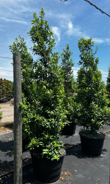 ilex-x-attenuata-eagleston-holly