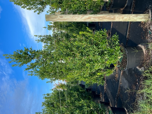 ilex-x-attenuata-eagleston-holly