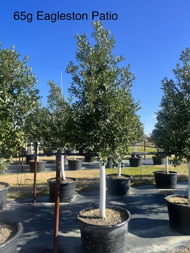 ilex-x-attenuata-eagleston-holly