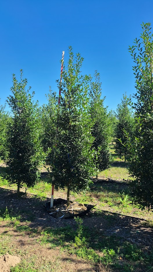 ilex-x-attenuata-eagleston-holly