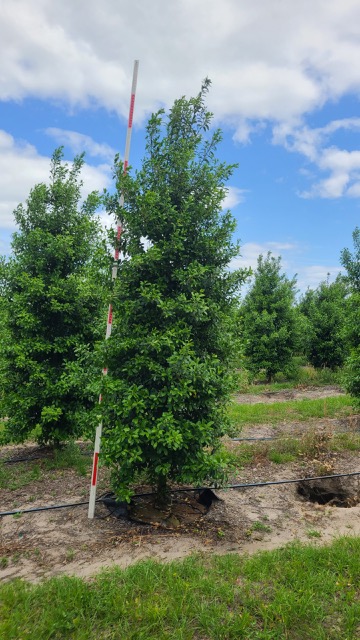 ilex-x-attenuata-eagleston-holly