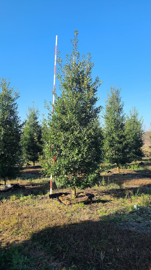 ilex-x-attenuata-eagleston-holly