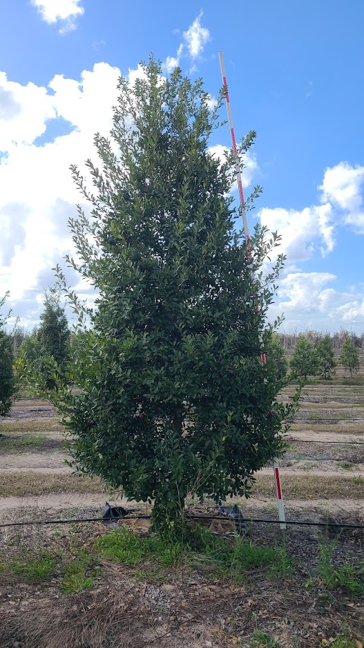 ilex-x-attenuata-eagleston-holly