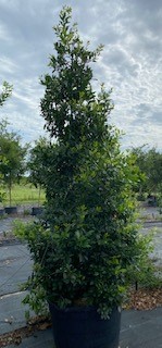 ilex-x-attenuata-eagleston-holly