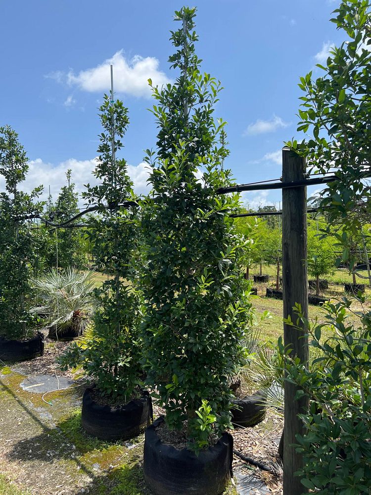 ilex-x-attenuata-eagleston-holly