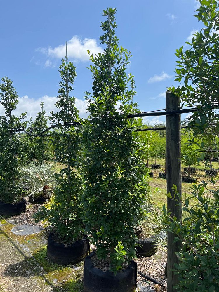 ilex-x-attenuata-eagleston-holly