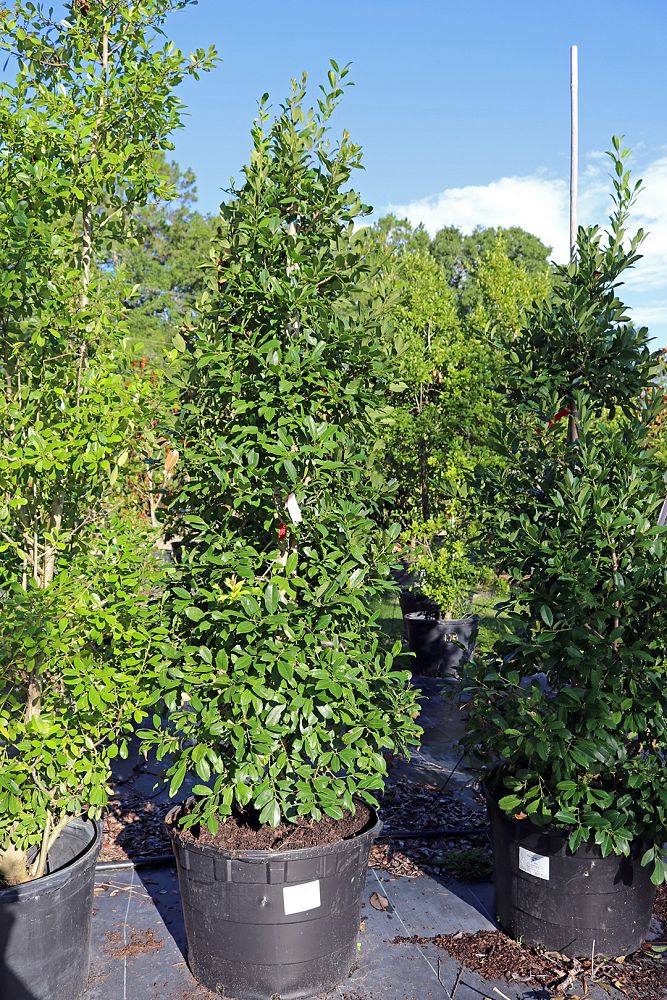 ilex-x-attenuata-eagleston-holly