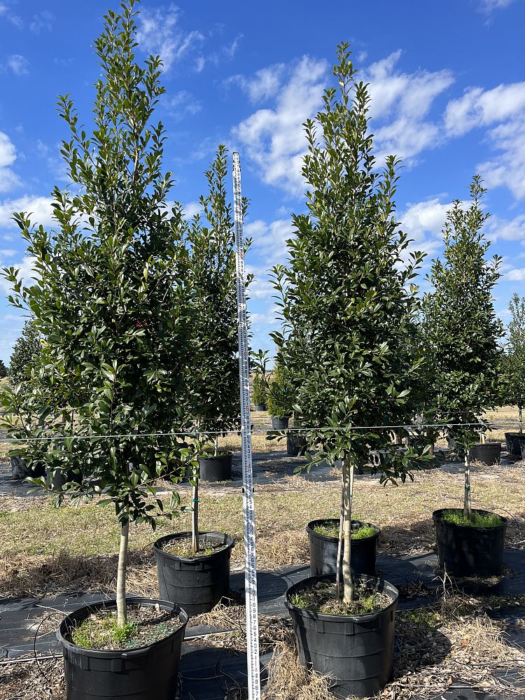 ilex-x-attenuata-eagleston-holly