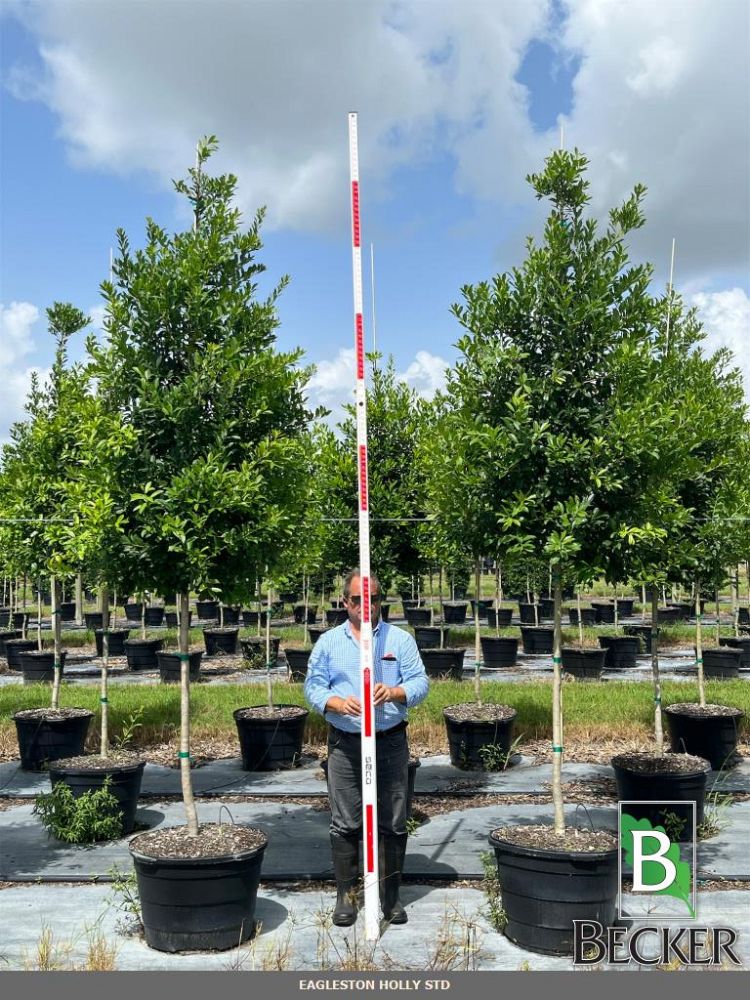ilex-x-attenuata-eagleston-holly