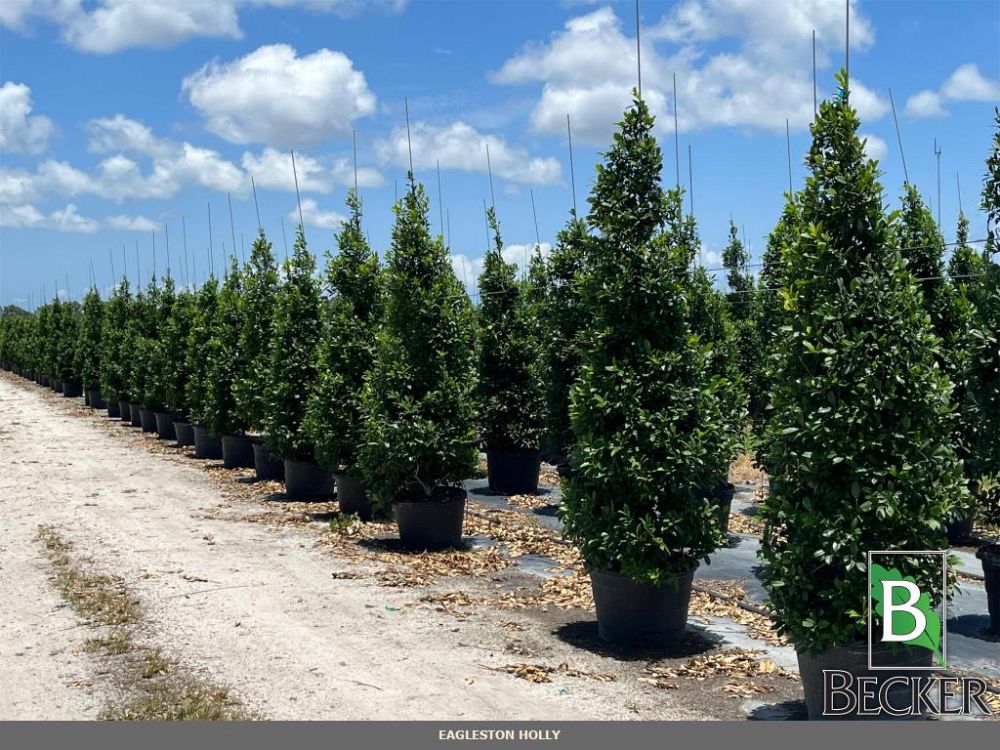 ilex-x-attenuata-eagleston-holly