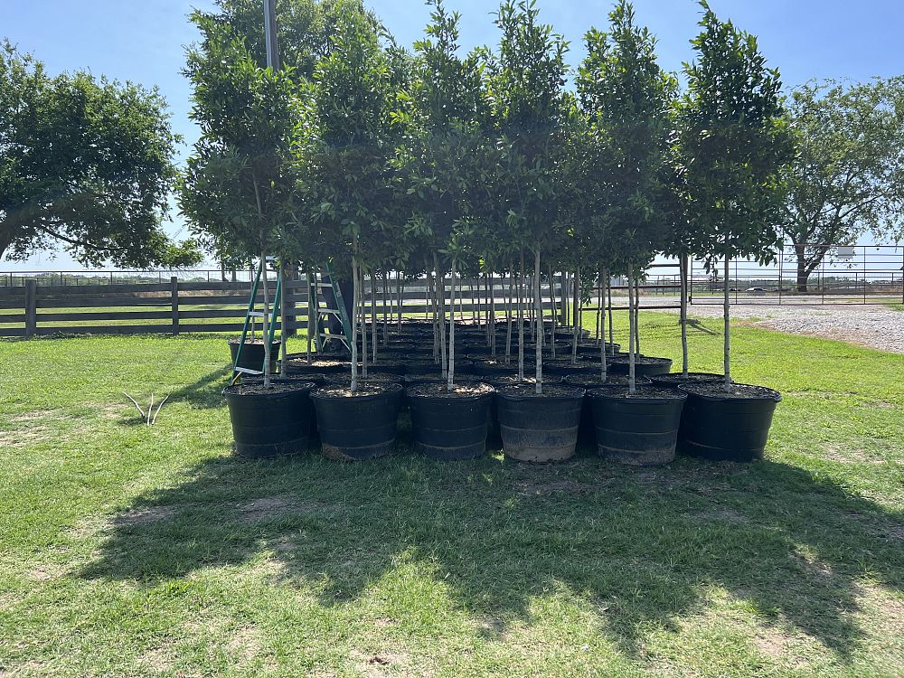 ilex-x-attenuata-eagleston-holly