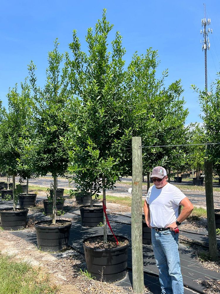 ilex-x-attenuata-eagleston-holly