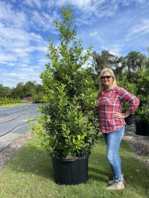 ilex-x-attenuata-eagleston-holly