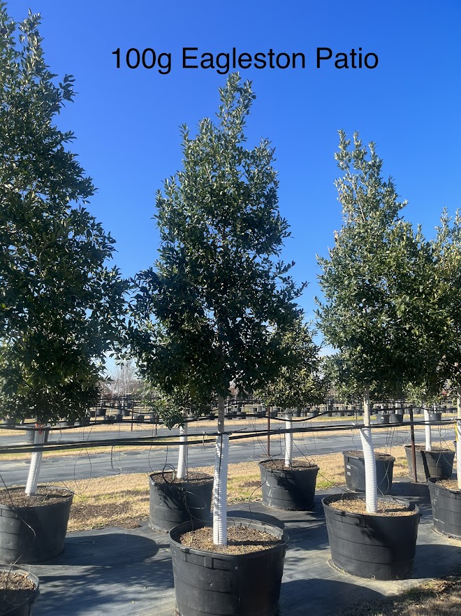 ilex-x-attenuata-eagleston-holly