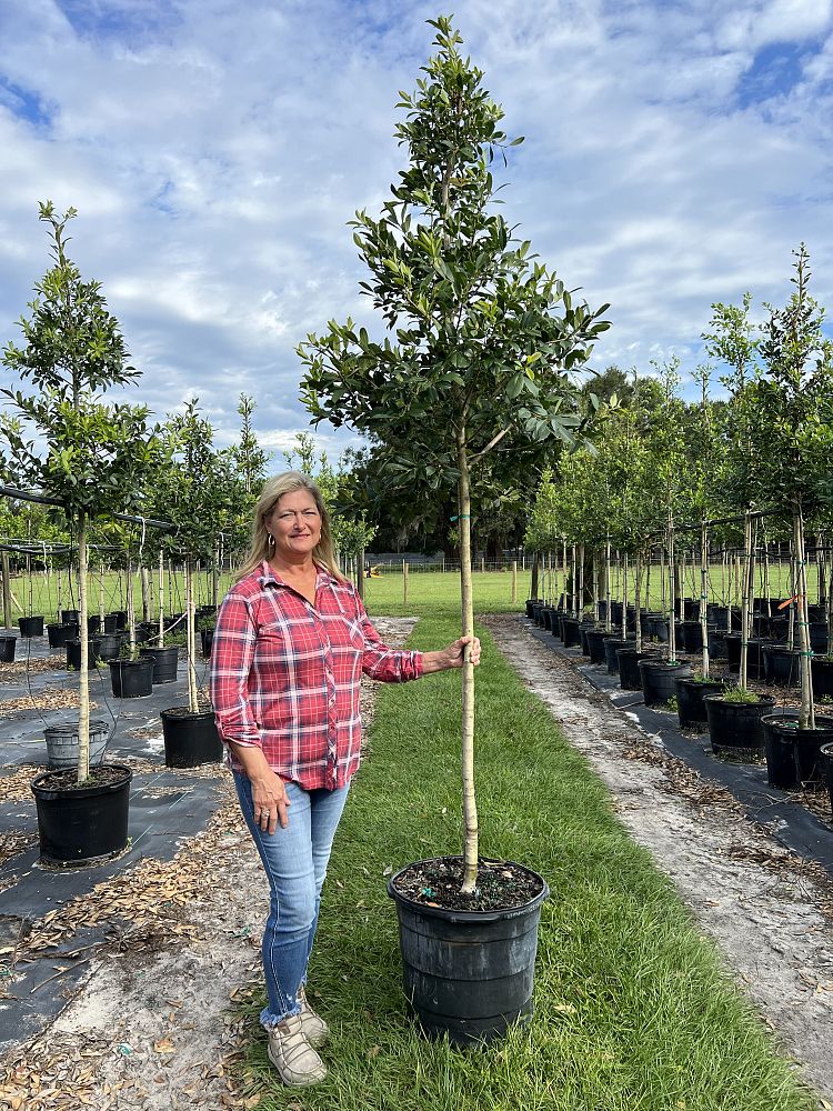 ilex-x-attenuata-eagleston-holly