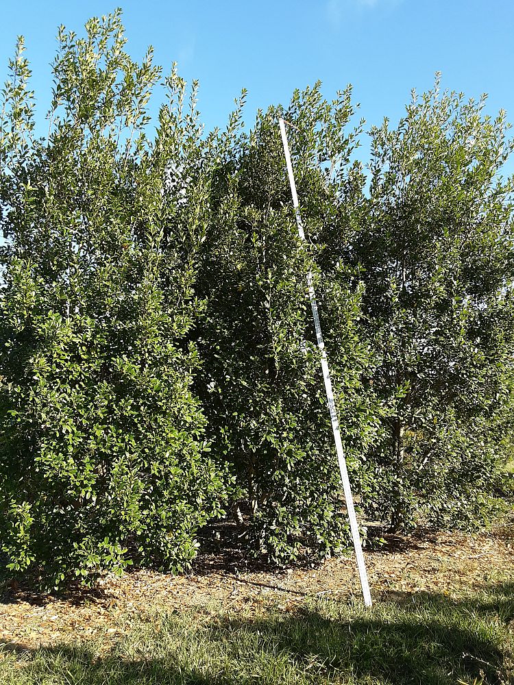 ilex-x-attenuata-eagleston-holly