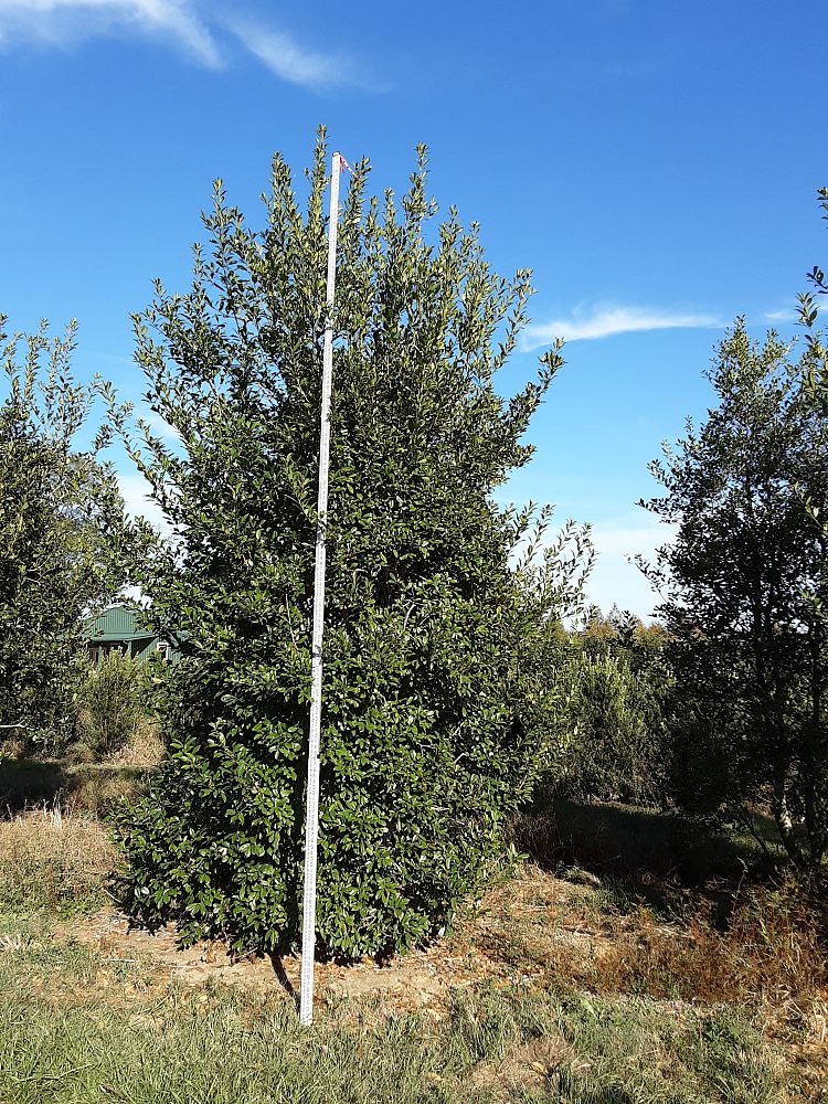 ilex-x-attenuata-eagleston-holly