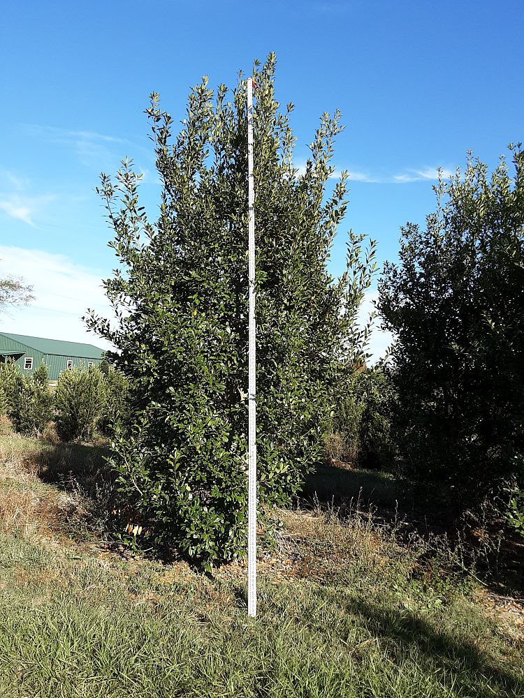 ilex-x-attenuata-eagleston-holly