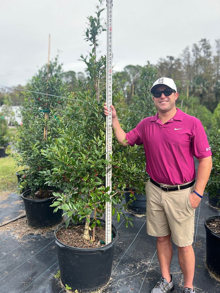 ilex-x-attenuata-eagleston-holly