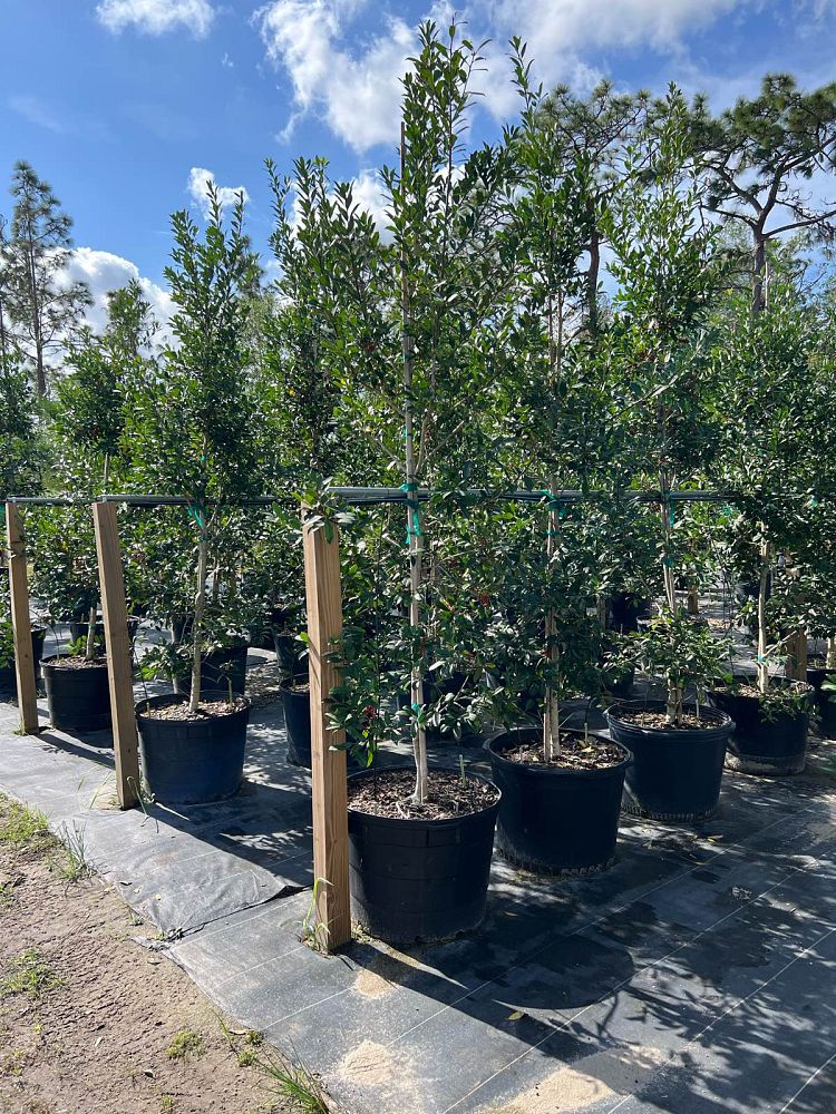 ilex-x-attenuata-eagleston-holly