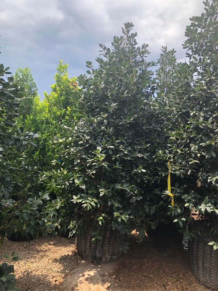 ilex-x-attenuata-eagleston-holly