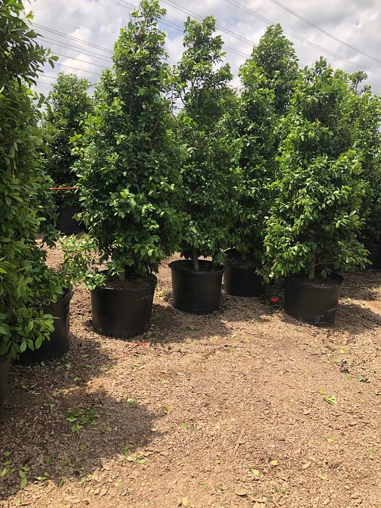 ilex-x-attenuata-eagleston-holly