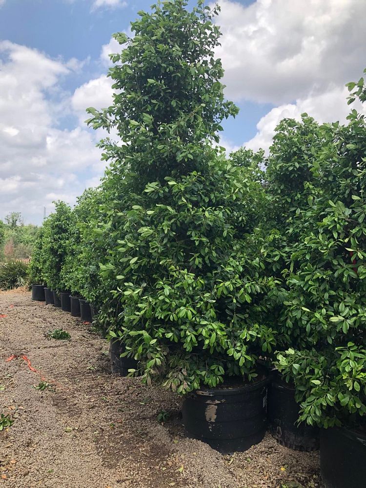ilex-x-attenuata-eagleston-holly