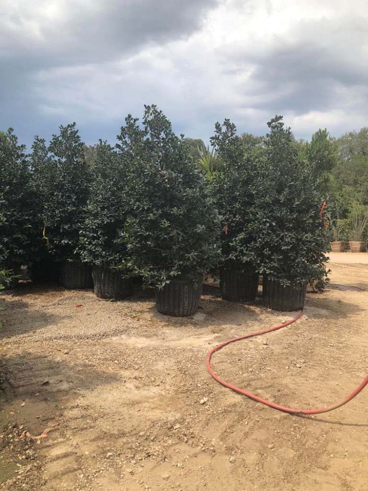 ilex-x-attenuata-eagleston-holly