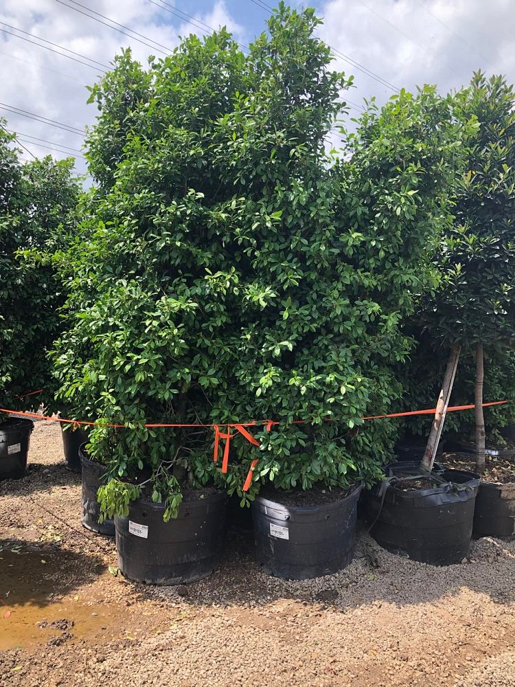 ilex-x-attenuata-eagleston-holly