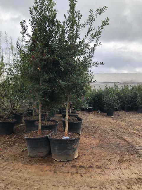 ilex-x-attenuata-eagleston-holly