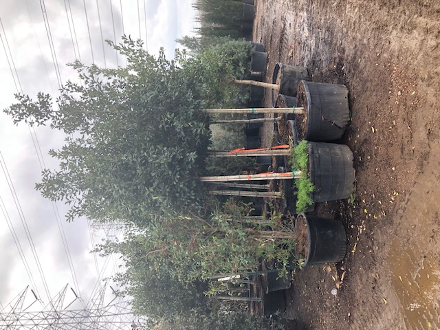 ilex-x-attenuata-eagleston-holly