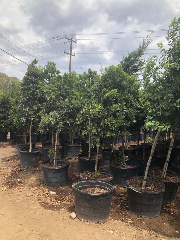 ilex-x-attenuata-eagleston-holly