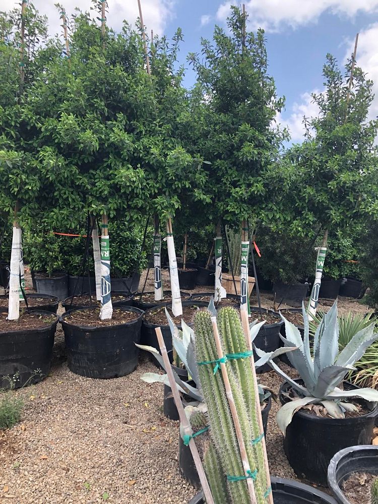 ilex-x-attenuata-eagleston-holly