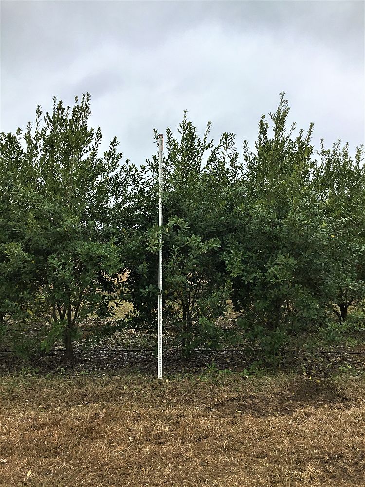 ilex-x-attenuata-eagleston-holly